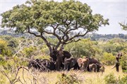031-KrugerOrpenGate