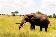 037-KrugerOrpenGate