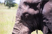 038-KrugerOrpenGate