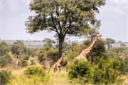 041-KrugerOrpenGate
