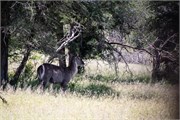042-KrugerOrpenGate