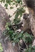 050-KrugerOrpenGate