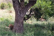 067-KrugerOrpenGate