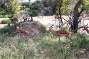 080-KrugerOrpenGate