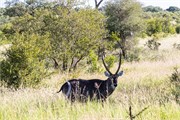 089-KrugerOrpenGate