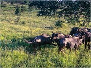 091-KrugerOrpenGate