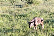 093-KrugerOrpenGate