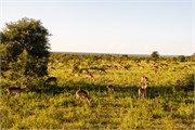 097-KrugerOrpenGate