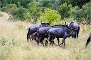 003-KrugerPhbaniGate1
