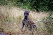 005-KrugerPhbaniGate1