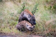 006-KrugerPhbaniGate1