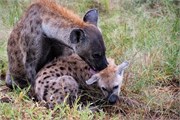 008-KrugerPhbaniGate1