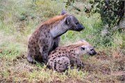 009-KrugerPhbaniGate1