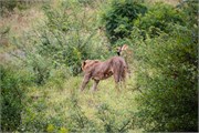 020-KrugerPhbaniGate1