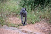 023-KrugerPhbaniGate1
