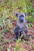 027-KrugerPhbaniGate1