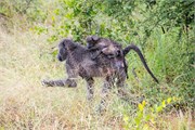 028-KrugerPhbaniGate1