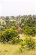 032-KrugerPhbaniGate1
