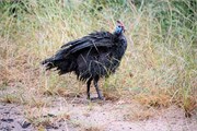 054-KrugerPhbaniGate1