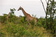 004-KrugerPhbaniGate2