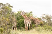 038-KrugerPhbaniGate2