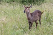 044-KrugerPhbaniGate2