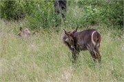 045-KrugerPhbaniGate2