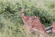 061-KrugerPhbaniGate2