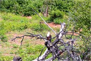 017-ToChobe-Cruise