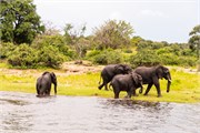 023-ToChobe-Cruise