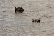 026-ToChobe-Cruise