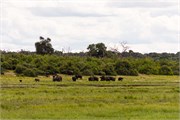 027-ToChobe-Cruise