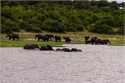 030-ToChobe-Cruise