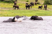 033-ToChobe-Cruise