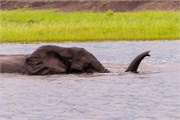 035-ToChobe-Cruise