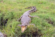 047-ToChobe-Cruise
