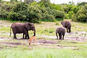049-ToChobe-Cruise