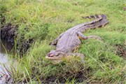 052-ToChobe-Cruise
