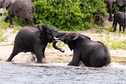 055-ToChobe-Cruise