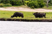 060-ToChobe-Cruise