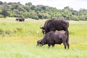 065-ToChobe-Cruise