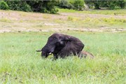 066-ToChobe-Cruise