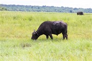 067-ToChobe-Cruise