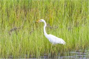 075-ToChobe-Cruise