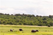 076-ToChobe-Cruise