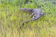 083-ToChobe-Cruise