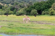 086-ToChobe-Cruise