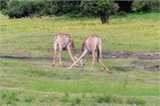 087-ToChobe-Cruise
