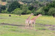 088-ToChobe-Cruise