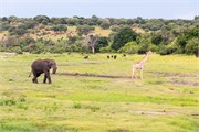 089-ToChobe-Cruise